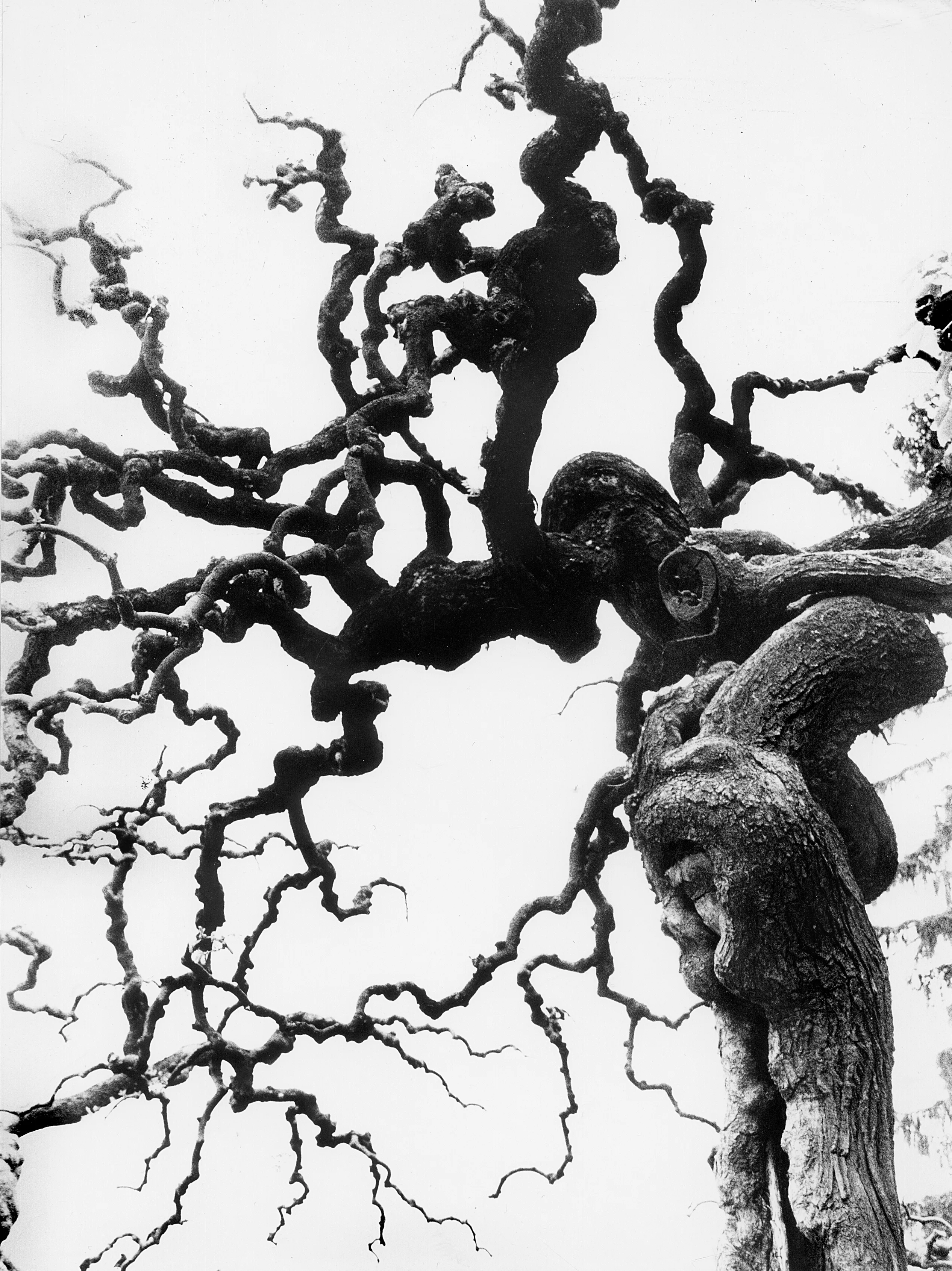 arbre tête d'or